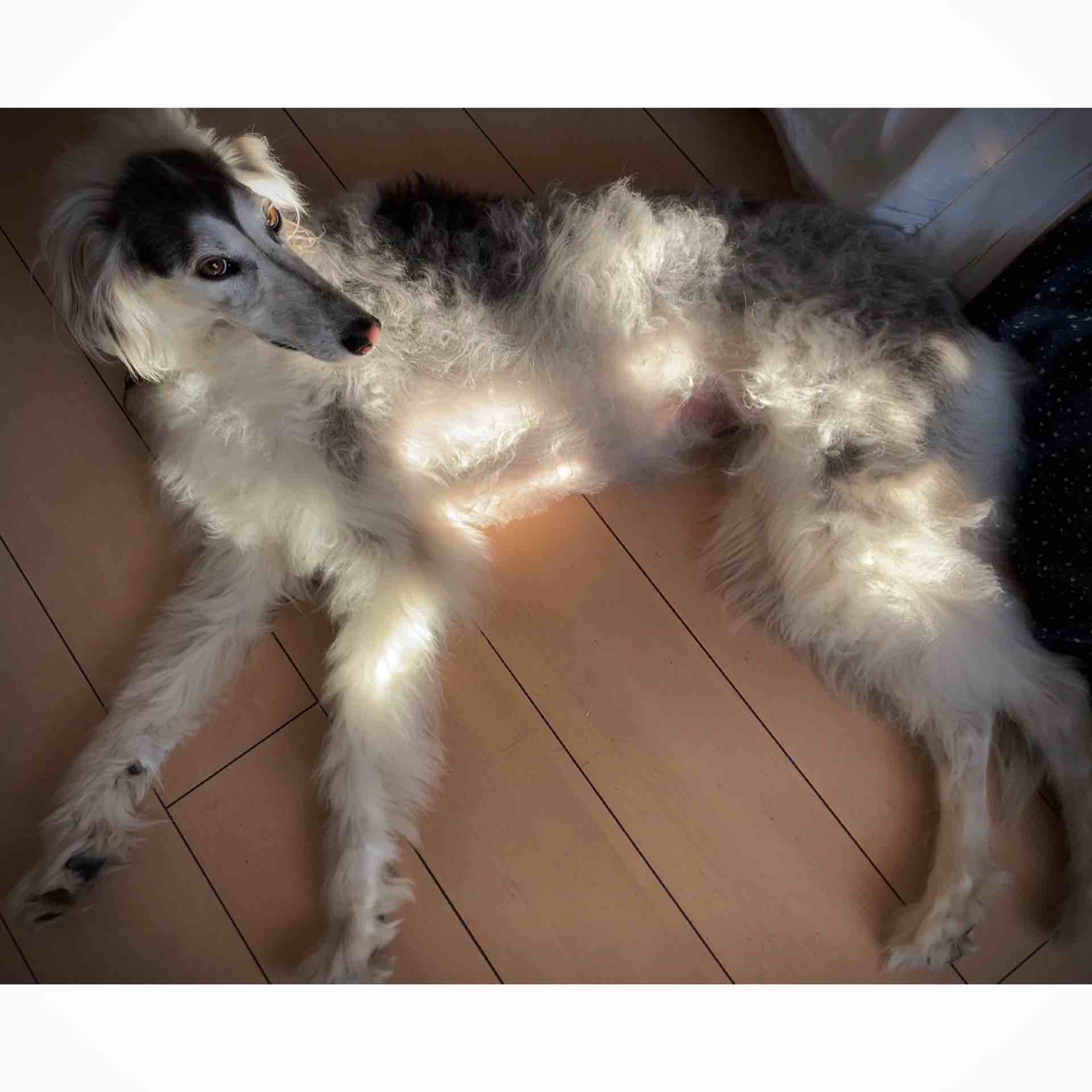 M Tsuno On Instagram Laylah Is A Purebred Saluki But I Sometimes Doubt Whether Her Mom Had An Affair With A Borzoi レイラはサルーキ犬 種なのですが 時々ボルゾイっぽく見える時が有ります Saluki Borzoi サルーキ ボルゾイ M Tsuno On Instagram Laylah Is A Purebred Saluki But I Sometimes Doubt Whether Her Mom Had An Affair With A Borzoi レイラはサルーキ犬 種なのですが 時々ボルゾイっぽく見える時が有ります Saluki Borzoi サルーキ ボルゾイ