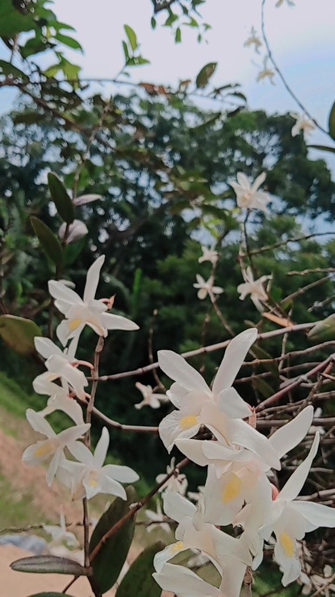 IniRahayu19's tweet photo. This flower is beautiful isn't it♡ https://t.co/o1anisxBLI