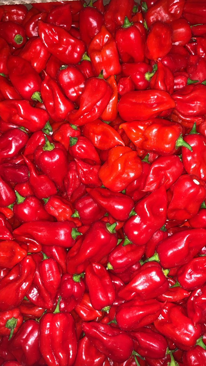 NaturaFirst's tweet photo. At @NaturaFirst we offer a wide 🔁range of products. From the sweetest 😋to the spiciest🥵 palates. Red Habanero🌶️, Green Bird´s Eye✅, Jalapeño and Sweet Bites 🤤are now with us🚚! Give us a call 📞and enjoy🤩 as much a we do! #NicolasGarden #Chillicious #Pepperfectness https://t.co/SXi1Hs2LsA