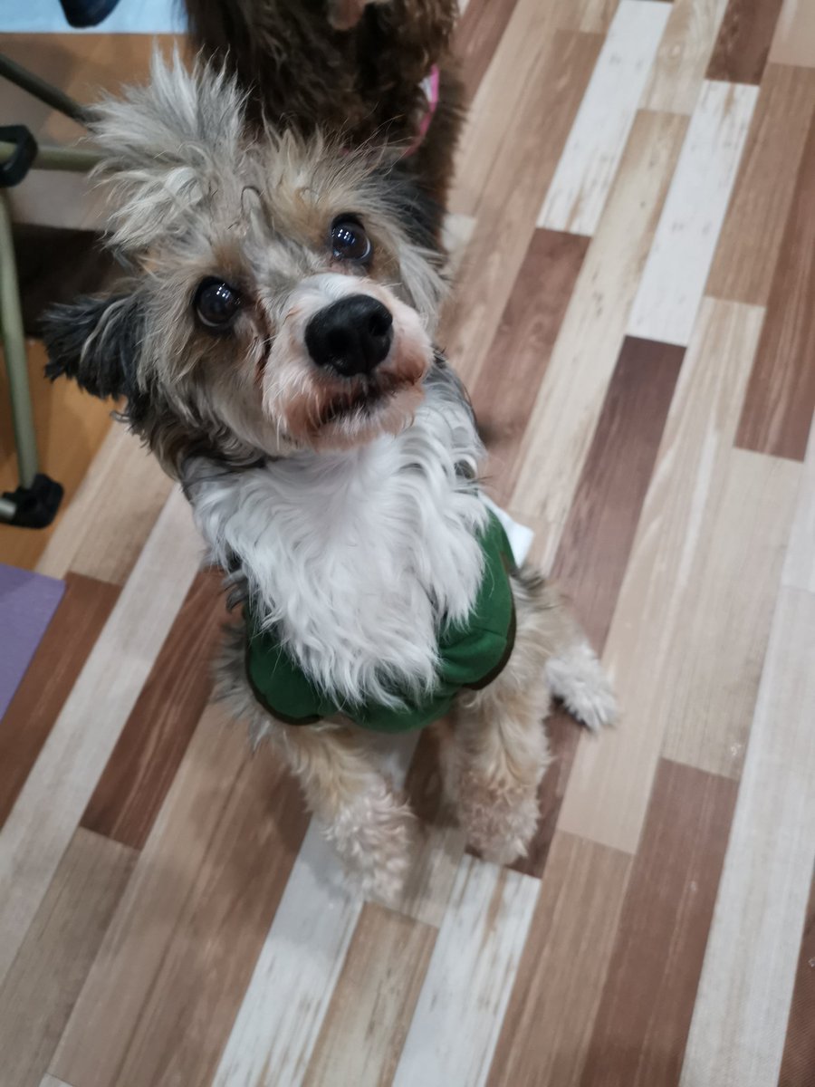 チャイクレパウダーパフ