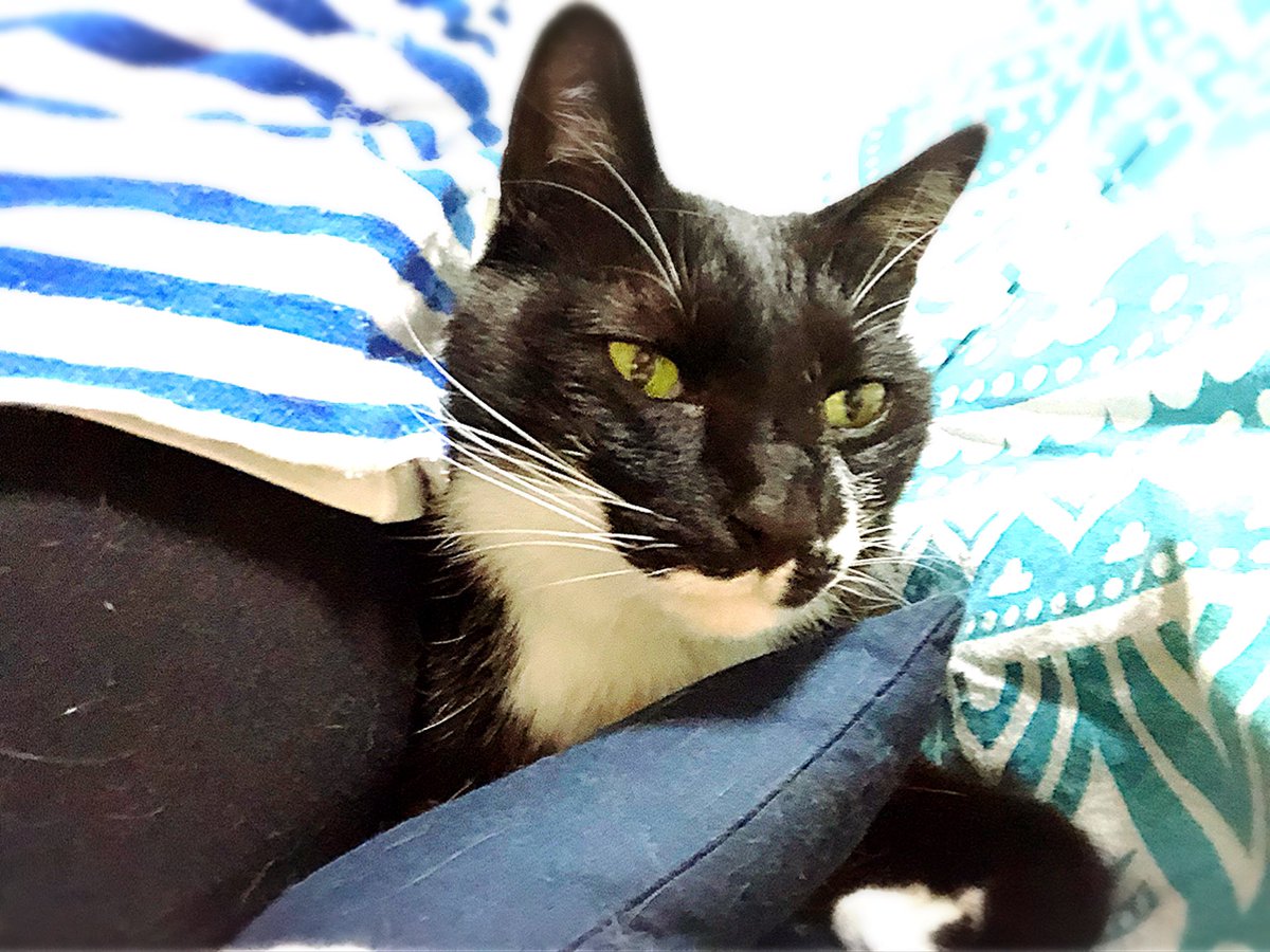 寂しがり屋猫 寂しがり屋猫