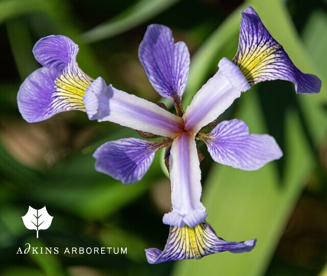The Ruby-throated Hummingbird, Wave Hill chairs, Nature Notes, and more: Check out this week's newsletter! conta.cc/3frCha6