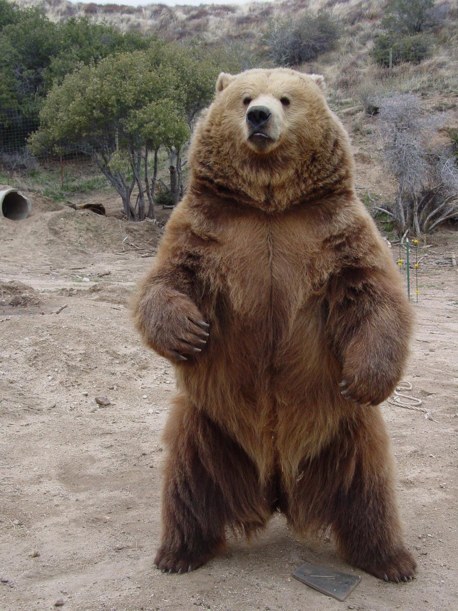 handokotjung's tweet photo. Bears are weird animals. On one hand they are cute, cuddly and chonky. On the other hand, one smack from them and you're dead. https://t.co/LpiJ4xwdg4