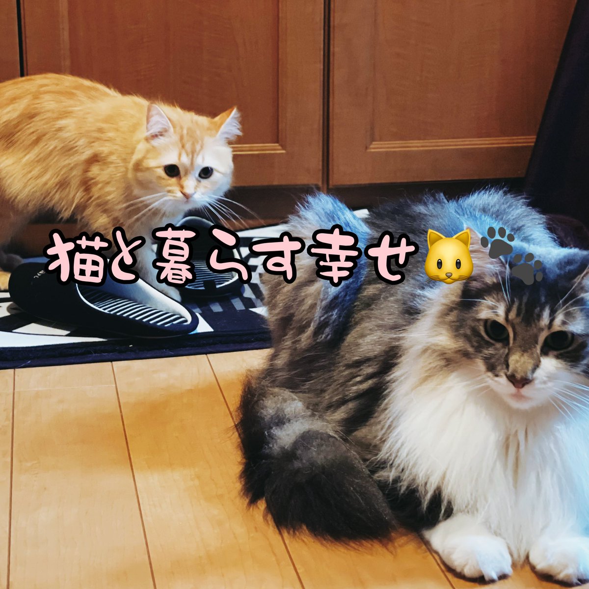 猫と暮らし始めると色んな幸せが見つかりますよね😆✨

そんな猫と過ごす1日を動画にしました🐱✨

よかったらご覧下さい🐱✨🐾

【猫の居る暮らし】猫と過ごすと見つかる幸せ🐾 youtu.be/V8YbYh63B_Y @YouTubeより