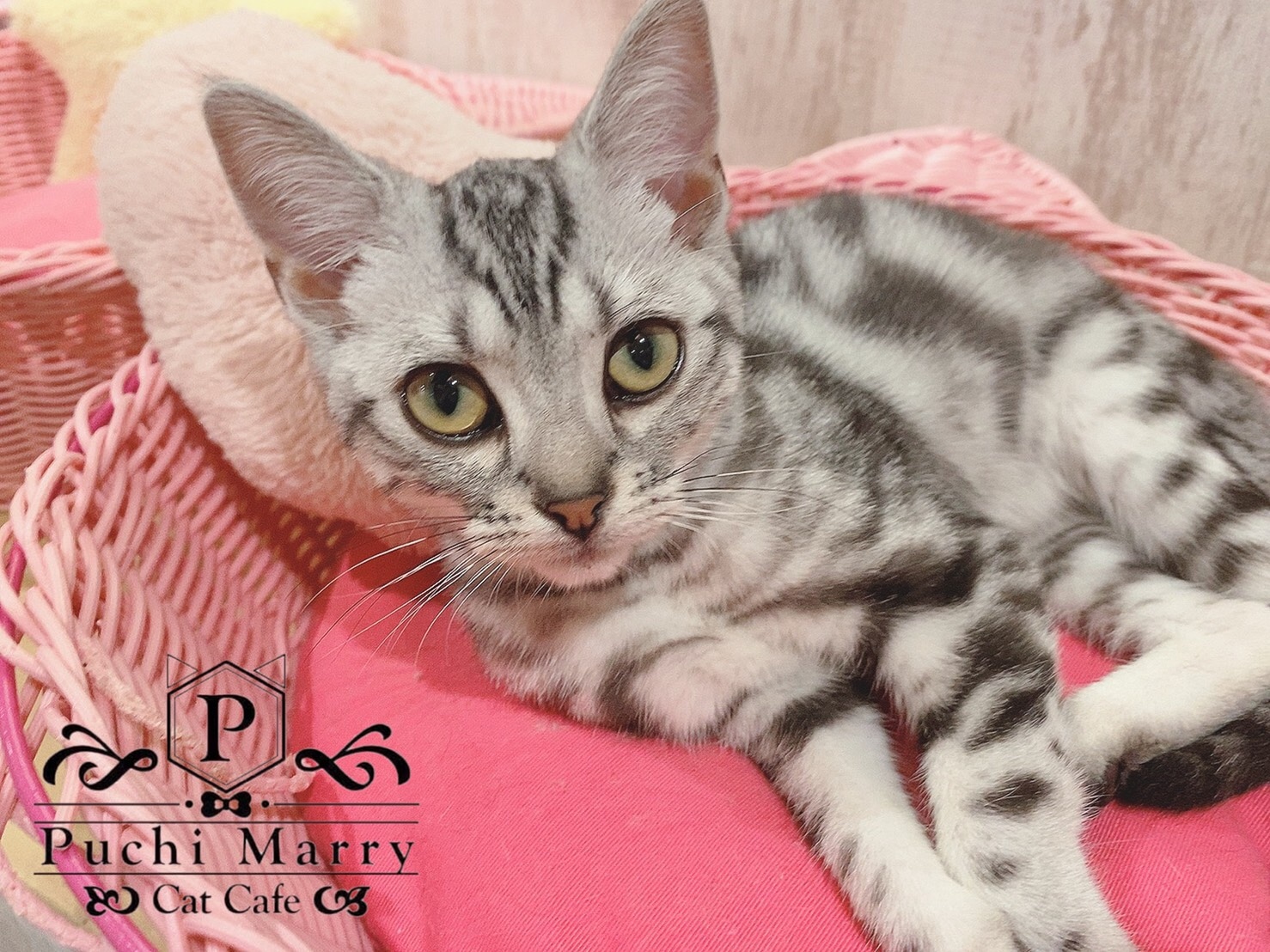 猫カフェぷちまりー Puchi Marry 名古屋大須店です 新入り猫スタッフのアメショちゃんです とってもわんぱくな元気な女の子です すでに他の猫ちゃんとも仲良しに 是非 アメショちゃんに会いに大須店へ 名古屋大須店時短営業中