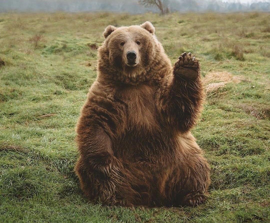handokotjung's tweet photo. Bears are weird animals. On one hand they are cute, cuddly and chonky. On the other hand, one smack from them and you're dead. https://t.co/LpiJ4xwdg4