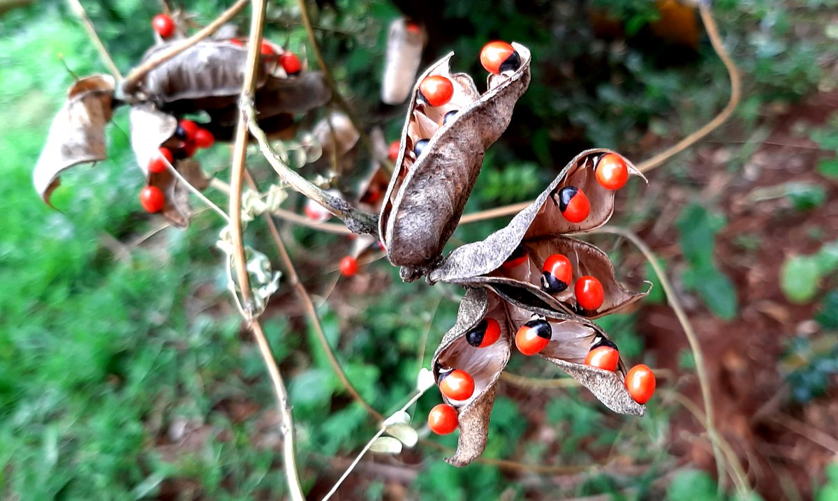 EAHerbarium_NMK tweet picture