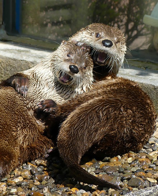 TheDailyOtter's tweet photo. Otters have the post-swim giggles https://t.co/XYUoc4a9Jc 📸: @kurinoigaiga https://t.co/MLZr3gwwCO