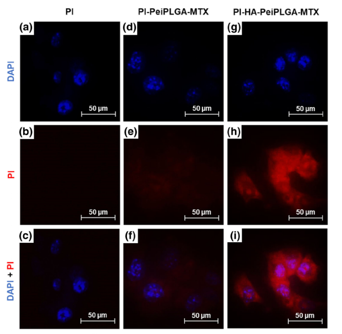 CancerNemi's tweet photo. STAT3/NF‐κB signalling disruption in M2 tumour‐associated macrophages is a major target of PLGA nanocarriers/PD‐L1 antibody immunomodulatory therapy in breast cancer

Rômulo S. Cavalcante et al.

|British Journal of Pharmacology|

https://t.co/E8eUAJwuw1

#H2020 #MSCA https://t.co/bD7vrKoghY