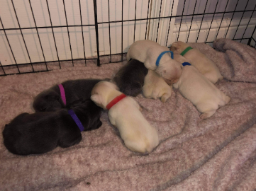 nottspolice's tweet photo. A dog and her eight puppies were stolen during a targeted day-time burglary. Police are appealing for witnesses to come forward after the theft, which took place at an address in Coppice Road, Arnold, between 1.55pm and 2.10pm Tuesday afternoon.
https://t.co/dQyoZzeSS5 https://t.co/9J86z9V88k