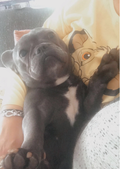 nottspolice's tweet photo. A dog and her eight puppies were stolen during a targeted day-time burglary. Police are appealing for witnesses to come forward after the theft, which took place at an address in Coppice Road, Arnold, between 1.55pm and 2.10pm Tuesday afternoon.
https://t.co/dQyoZzeSS5 https://t.co/9J86z9V88k