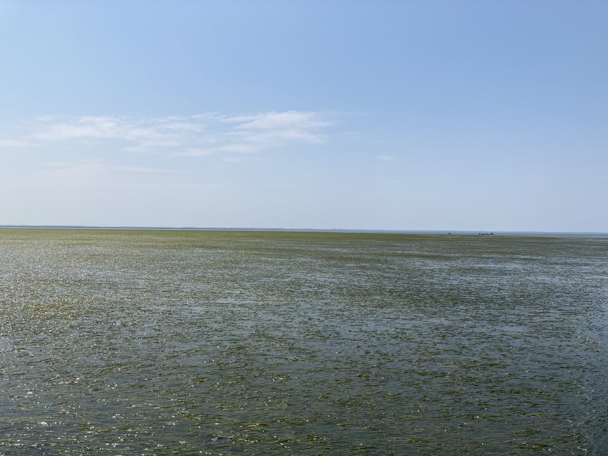 WildCora's tweet photo. The low low tide made @vcrlter look more like @KonzaLTER than usual.
Question is - are we right in calling ours a seagrass meadow? Or should it be a seagrass prairie?
#seagrass #grassland @USLTER https://t.co/ERGCpMqagG