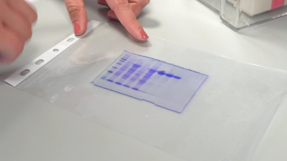 UBDivulga's tweet photo. 🟢 Com s’estudien les proteïnes diana? Sabíeu que hi ha proteïnes de diferents mides? Sabeu com les podem separar al laboratori? Descobriu-ho en aquest vídeo de l'IRB Barcelona. https://t.co/jRJr4Pvji8 #FestaCiènciaUB #bocins https://t.co/pH4juhCaNH