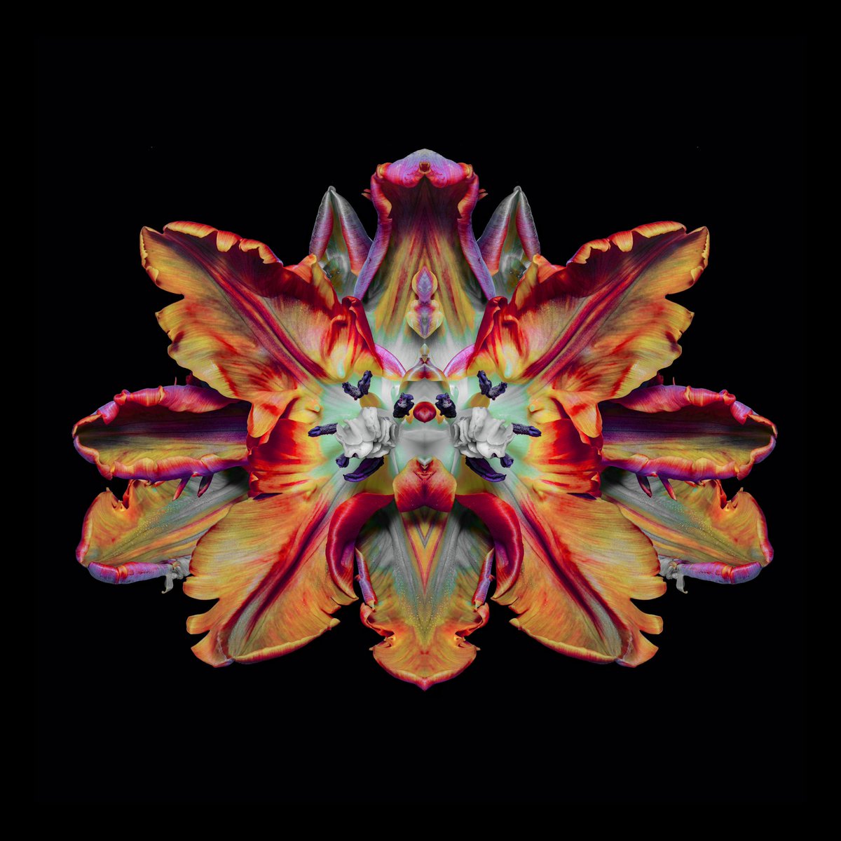 JeffRobbartist's tweet image. ‘Corydon Exactoris’ - particularly pleased with this one…

Rorschach Flower series 
#lenticularprint 

#Jeffrobb