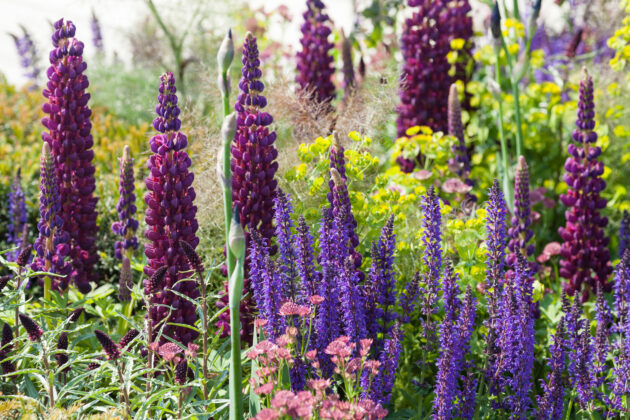 TEGmagazine's tweet photo. Our top 10 Chelsea Flower Show plants are a mix of easy biennials and reliable perennials, that all prefer a sunny spot and well-drained soil: 
https://t.co/dr7YgVBa5H

#gardening #garden https://t.co/pQNQ05txnK