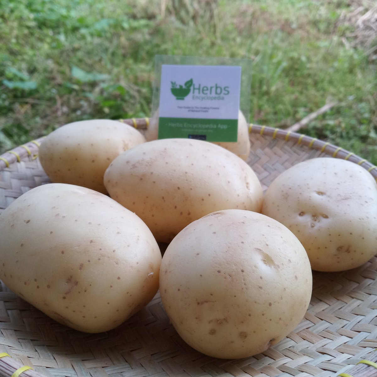HerbsEncyclope's tweet photo. Potatoes are an excellent component of an energy-rich diet for those suffering from diarrhea since they are easy to digest &amp; contain mild roughage.
Since Potatoes predominantly contain carbohydrates, they are easy to digest &amp; facilitate digestion. 

#Malaysia #herbs_encyclopedia https://t.co/BmvWlS6Sko