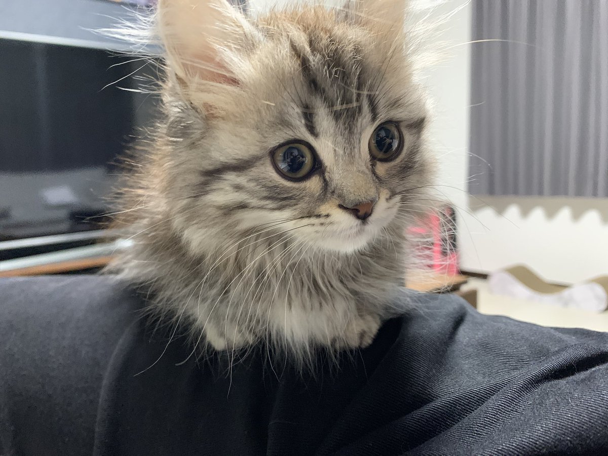 マンチカンの華ちゃん V Twitter 膝の上に乗ってきた華ちゃん 今日も安定して可愛い マンチカン 子猫 猫のいる暮らし 猫好きさんと繋がりたい マンチカンの華ちゃん V Twitter 膝の上に乗ってきた華ちゃん 今日も安定して可愛い マンチカン 子猫 猫のいる暮らし 猫好きさんと繋がりたい