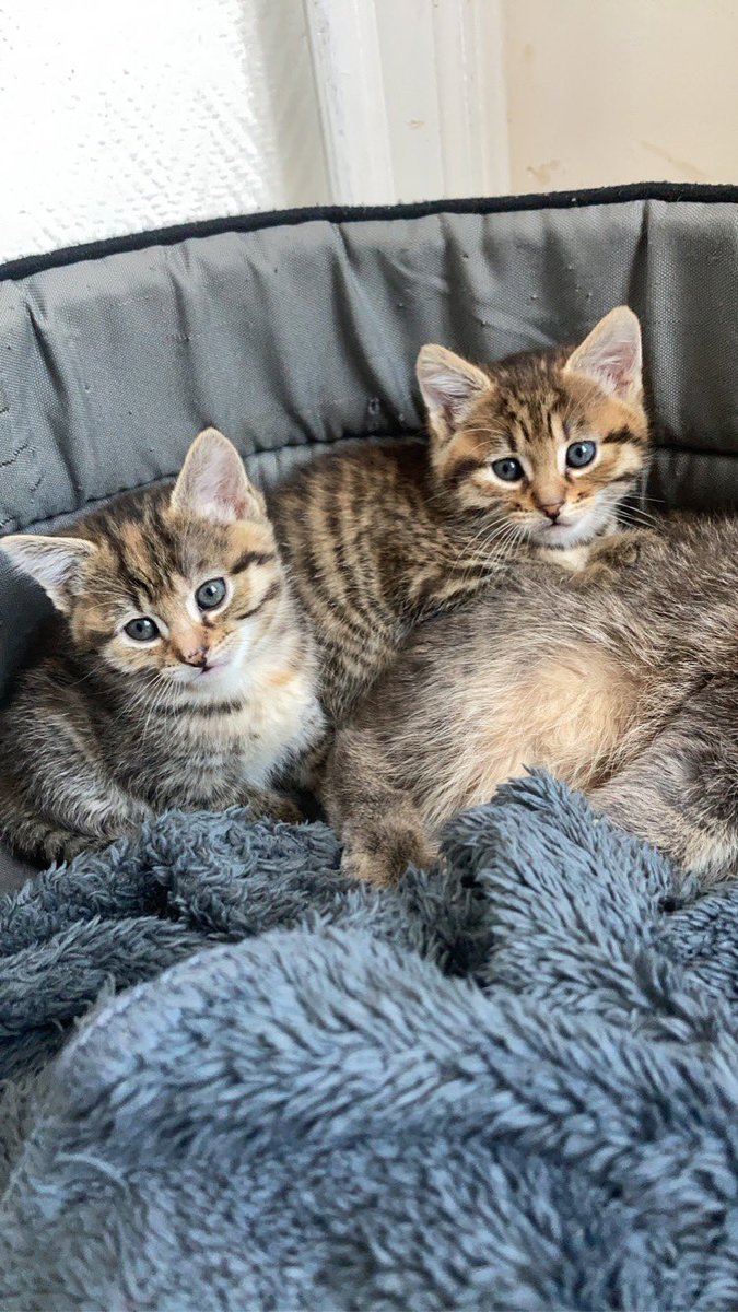 Eve_dtrb's tweet photo. hello twitter, je donne mon adorable chaton contre très très bons soins ! 🐱🐱C’est une femelle, née le 30 mars, elle est câline, aime bien jouer et est déjà propre (à droite sur la première photo) https://t.co/RYLaluVGOB