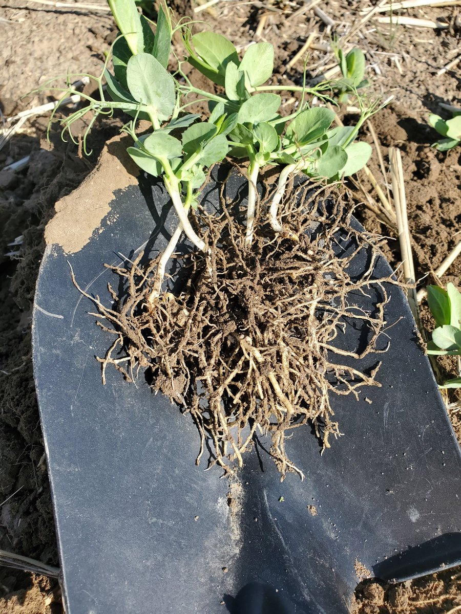 chinook120's tweet image. Great start to #nodulation with @PTAGTIV ACTIV RHIZO inoculant. Applied up to 30 days in advance of seeding!  #westcdnag @TaurusAgTeam @Stampseeds #peas