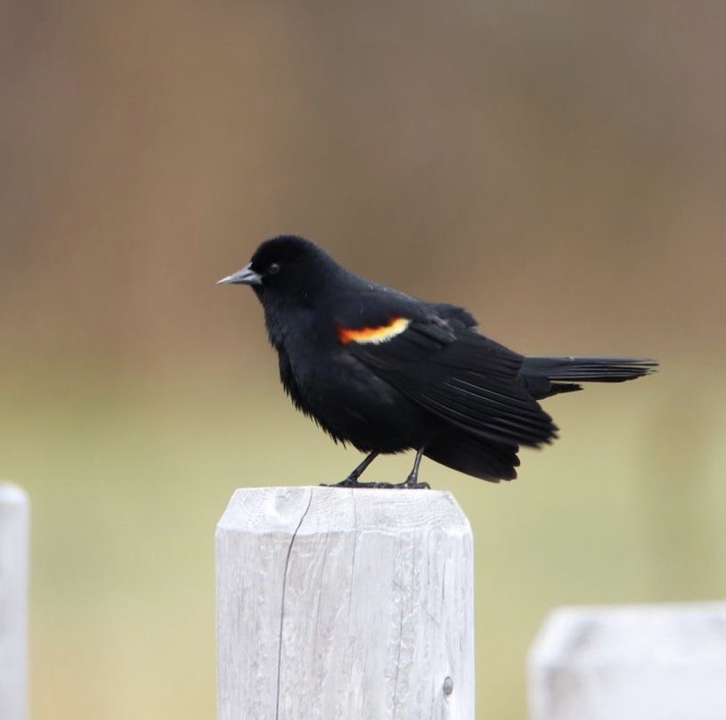 There are still spots open for our first birding event this Saturday, May 29, 2021, at Kissena Park at 10:00 a.m.! 
All are welcome! DM to reserve a spot!
Follow us on:
Instagram@asianamericanbirders
Facebook@Asian American Birders
📷 <a href="/NadilynBeato/">Nadilyn Beato</a>