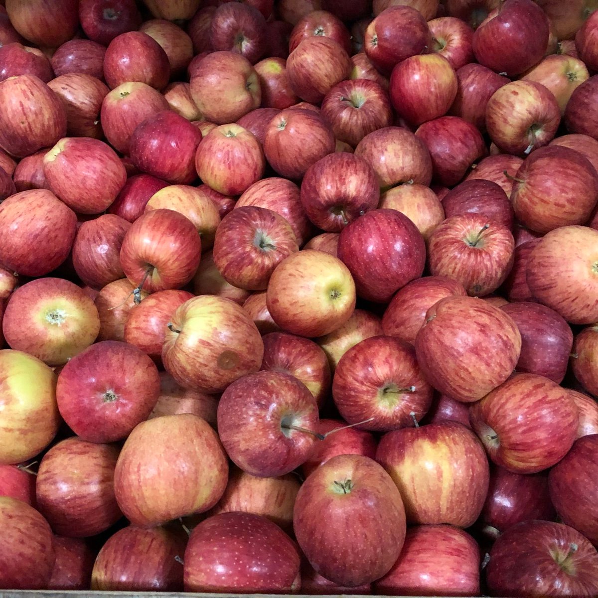 appleooz's tweet photo. We're closing our online store on June 1st until the Fall apple harvest. Order today! #appleooz #applechips #ColoradoProud #healthysnacks #seeyouinthefall https://t.co/sMN96o8BEb