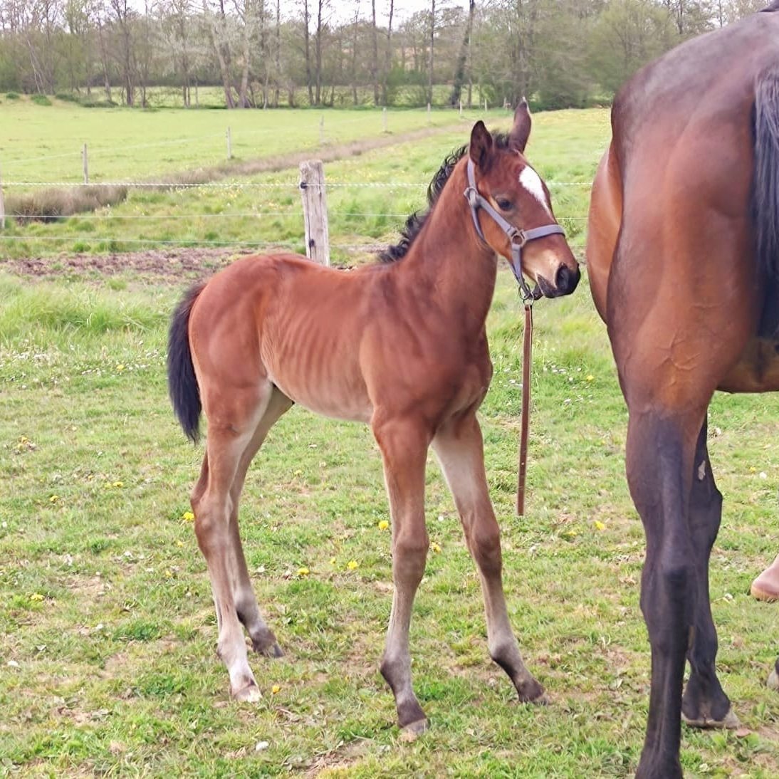 BuzJay's tweet photo. ✨A new King in Town for #BluesFarms✨by #ChoeurduNord @CLassaussaye (#VoixduNord x #Cadoudal) out of RiveSarthe @CharlyMilpied (#Kapgarde x #Turgeon)

Really enjoyed by this strong🥊Boy ! @Hippo_Auteuil in 2024 😜 @Fedeeleveurs @Jour_de_Galop Next is @haraslahetraie #ForFun https://t.co/cC7mJIJxzA
