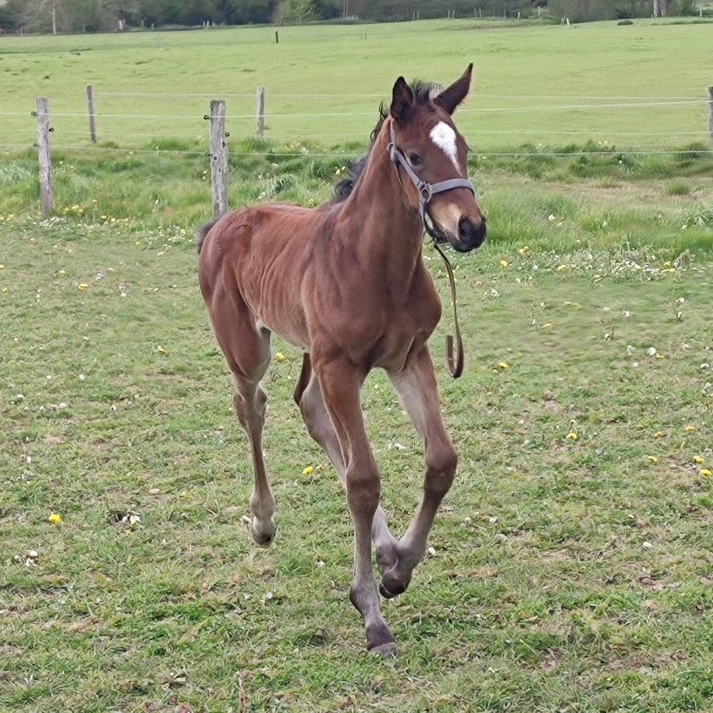 BuzJay's tweet photo. ✨A new King in Town for #BluesFarms✨by #ChoeurduNord @CLassaussaye (#VoixduNord x #Cadoudal) out of RiveSarthe @CharlyMilpied (#Kapgarde x #Turgeon)

Really enjoyed by this strong🥊Boy ! @Hippo_Auteuil in 2024 😜 @Fedeeleveurs @Jour_de_Galop Next is @haraslahetraie #ForFun https://t.co/cC7mJIJxzA