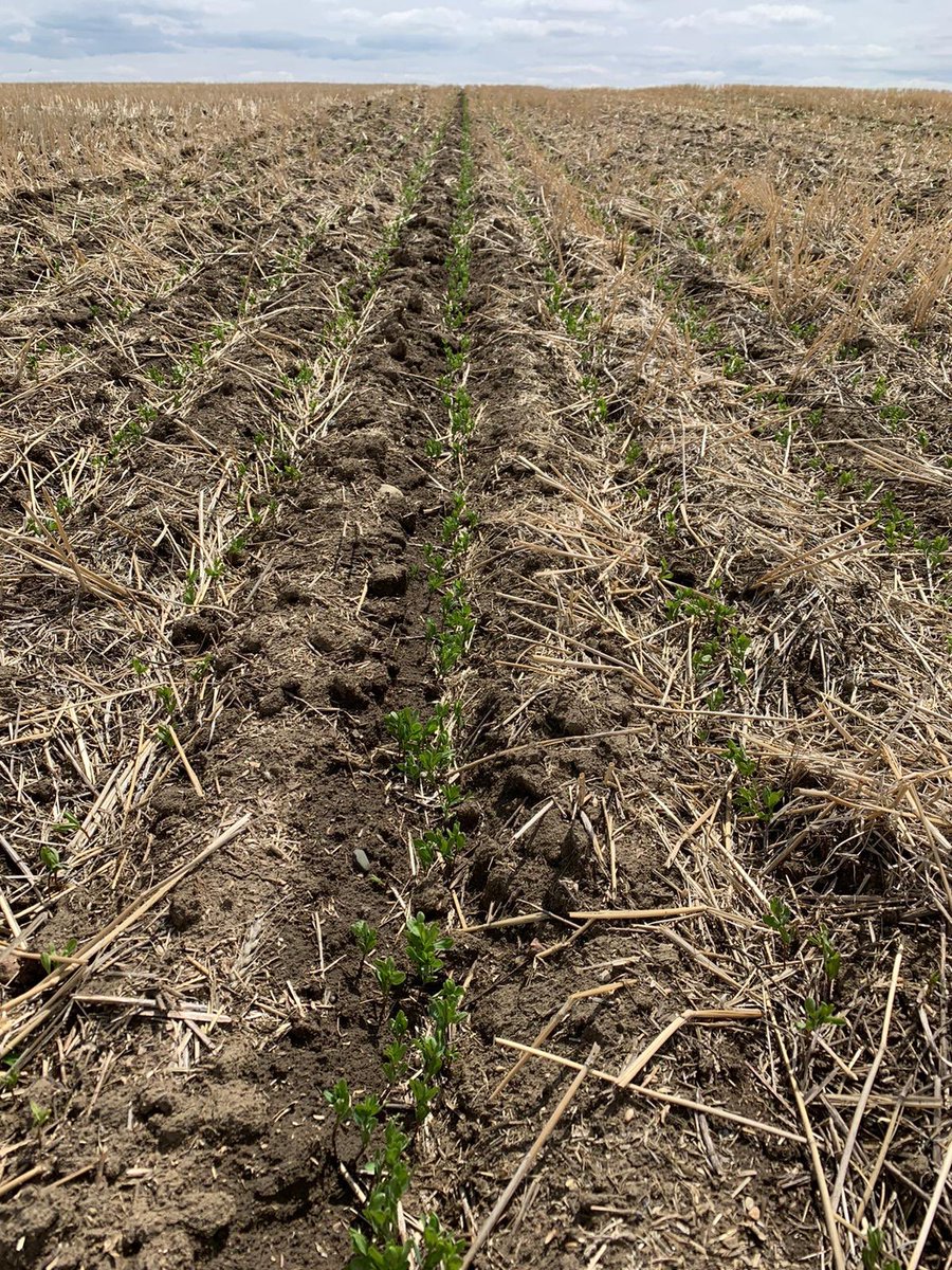86% of Canadian pulses are exported with the vast majority being produced in Saskatchewan. These small red lentils will grow up to be exported around the world #plant21 #thankafarmer