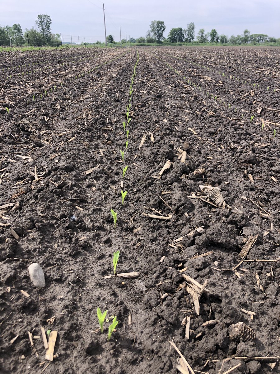 Morgan Goodman tweet media