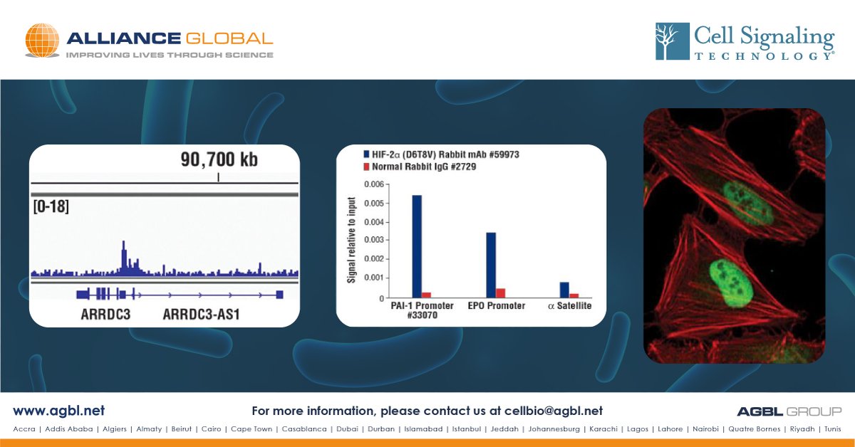Sometimes cells just need to be CUT&amp;RUN

CUT&amp;RUN is a new technique that aids in the investigation of protein-DNA interactions contributing to disease progression. Check out the CST CUT&amp;RUN products to get started on your experiments.

hubs.li/H0M_0kN0

#agbl #agblgroup