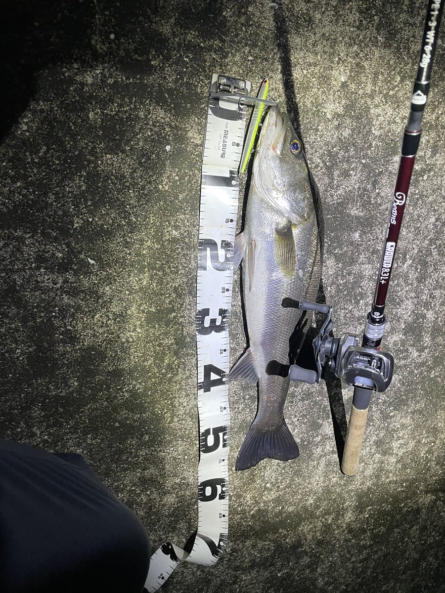 シーバス のtwitterリアルタイム検索結果 Meyou ミーユー