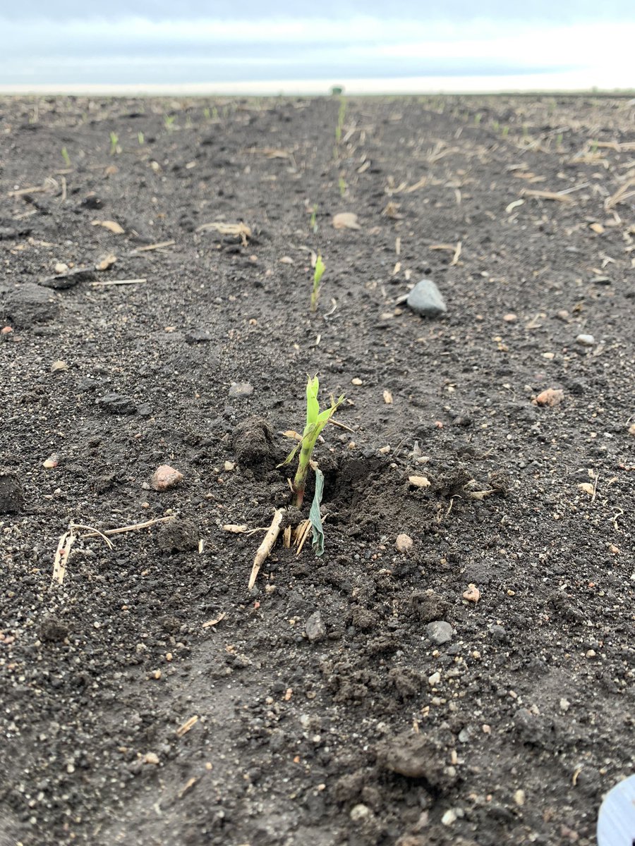 Windy days, cold days, you name it-I hope we see better days ahead 🌱🌽