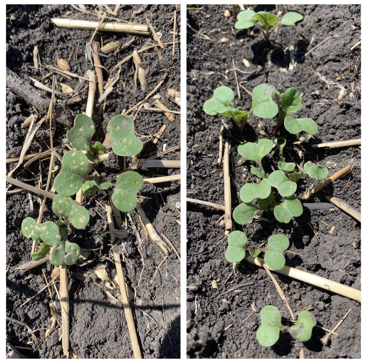 In Western Canada, yield losses of about 10% from flea beetles are common 😳. Protect your canola seed with powerful BUTEO start seed treatment! Picture - seeded May 7. Prosper Evergol - left, Prosper Evergol BUTEOstart right. #BUTEOstartAdvantage <a href="/Bayer4CropsCA/">Crop Science Canada</a>
