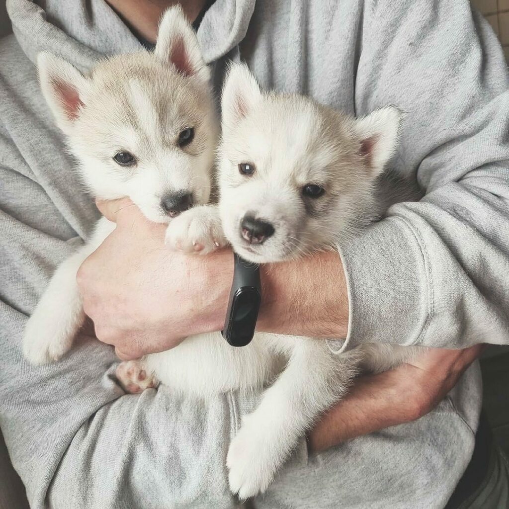 🤍🤍🤍
🐾 <a href="/husky/">Husky 🐺</a>.everyday