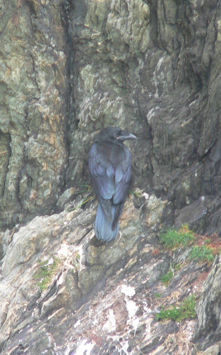 MegCHughes's tweet photo. (1/2) Last week I finished field work assessing breeding performance of #ravens in #NWales for my #ResearchMasters with @BangorUni!
See tweet 2 to hear more about my project... https://t.co/3ImDwbBkBp