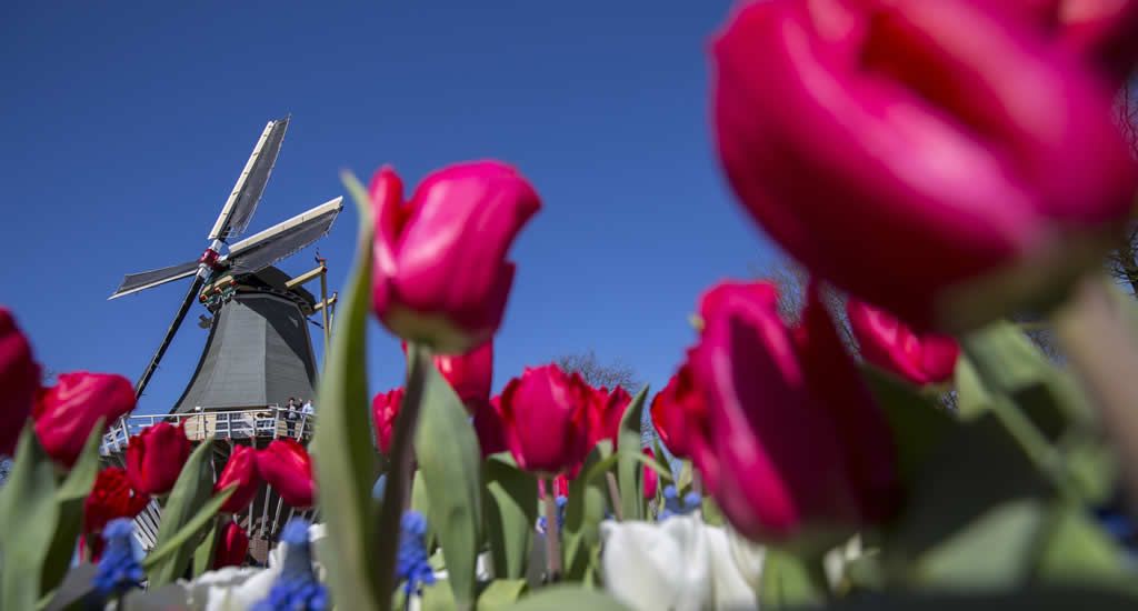 Wanderherco's tweet photo. #FunFact - Tulips are not Dutch 👀 🌷 

"Though Holland is famous for its tulips and soil in the Holland provinces - They are from the mountains of Kazakhstan and found their way to The Netherlands via Persia, China, Turkey and Antwerp," 

Read more:
https://t.co/kjDfWIpXUR https://t.co/2SAos5pwCd