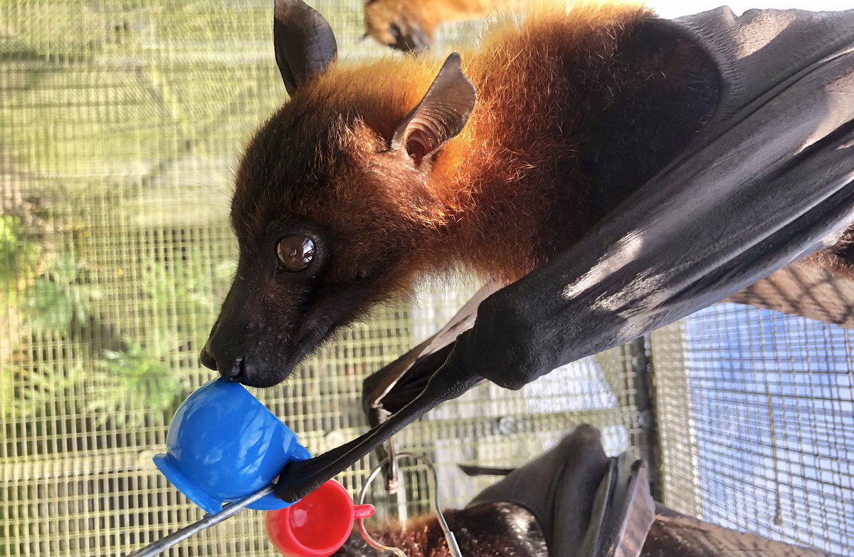 BatConservancy's tweet photo. Can we make bats the new “sips tea” meme? 

I mean.... The cuteness! The judgement!! He’s perfect for it 😝

#flyingfox #malayanflyingfox #sipstea #batsipstea #batsoflubee https://t.co/RpTg01JKr1