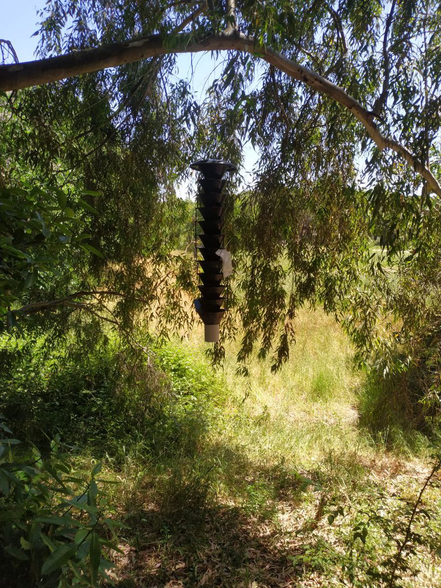 LifeSamfix's tweet image. Today the students of the Agricultural Institute &quot;San Benedetto&quot; of Latina have sampled the traps against #Xylosandrus together with @Parco_Circeo staff. 

@LIFEprogramme #samfix #circeo #latina #parcodelcirceo #27maggio #citizenscience