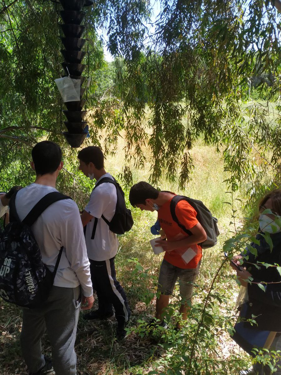 LifeSamfix's tweet image. Today the students of the Agricultural Institute &quot;San Benedetto&quot; of Latina have sampled the traps against #Xylosandrus together with @Parco_Circeo staff. 

@LIFEprogramme #samfix #circeo #latina #parcodelcirceo #27maggio #citizenscience