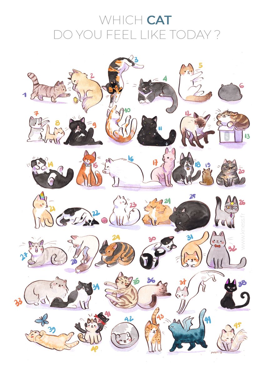 _kness's tweet photo. Which cat are you today ? https://t.co/ofyZyVTN1h