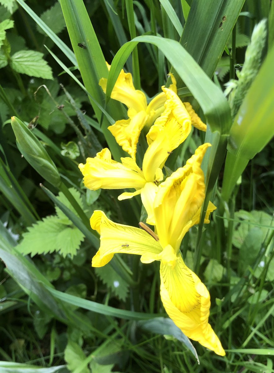 cjforms's tweet photo. Today’s flower photo is from a longer than usual local walk. Wild irises growing at the side of the Grand Union canal https://t.co/fSKkzuAyO0
