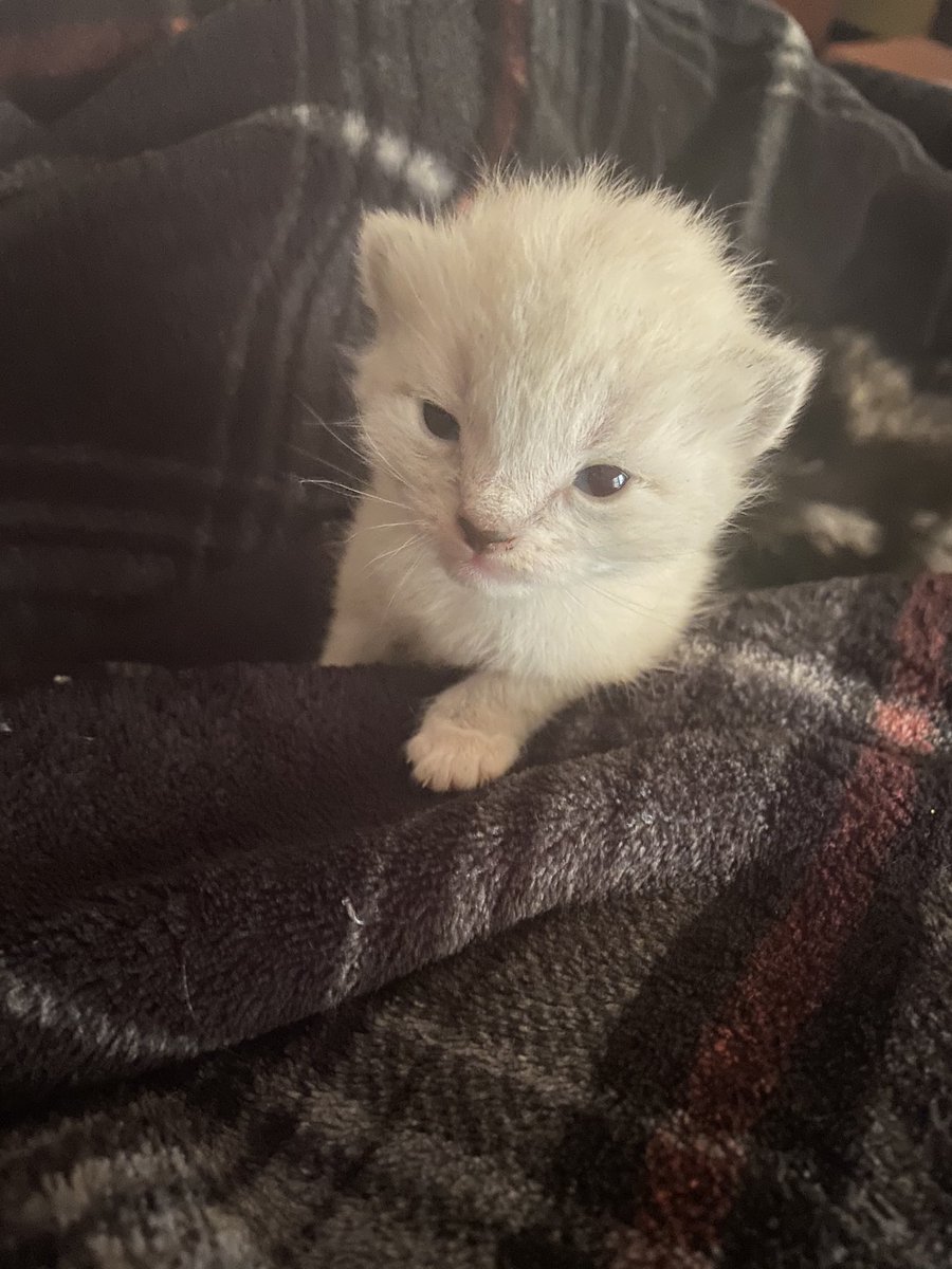 MommyAndMoo's tweet photo. My #PuppyCats #WeekOld #Lemonade #Oscar ๐ป#SweetBabies #IReallyWishILikedCats @GrannyGail31 @chad_fab @PascoSheriff @SunshineMustang @LivePdBlueLine @thehicklife @ThugPugMom @JillBemi @nuttycrzygirl https://t.co/RWhnGXYSp5