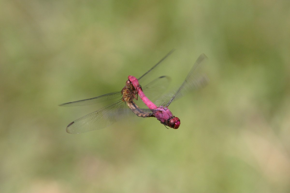 WE'RE HIRING a Lecturer in Zoology with a focus on entomology @BioSciChester <a href="/ChesterConsBio/">Chester Conservation</a>. Any questions feel free to DM me. Short deadline - 7th June. Please RT! 
jobs.ac.uk/job/CGG339/lec…