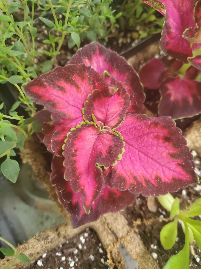 Chocolate Covered Cherry Coleus I grew from seed this year. Potting up some things today! 💚💗🌞🌱