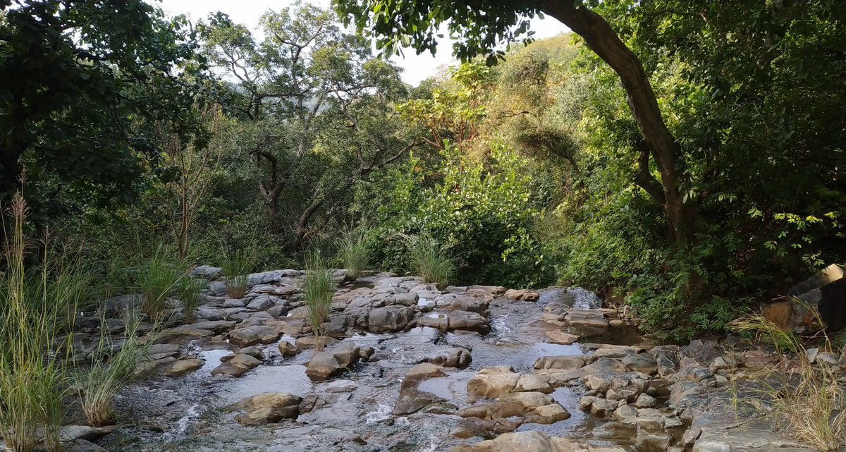 vriksham foundation ( वृक्षम् फाउंडेशन) TAF tweet media