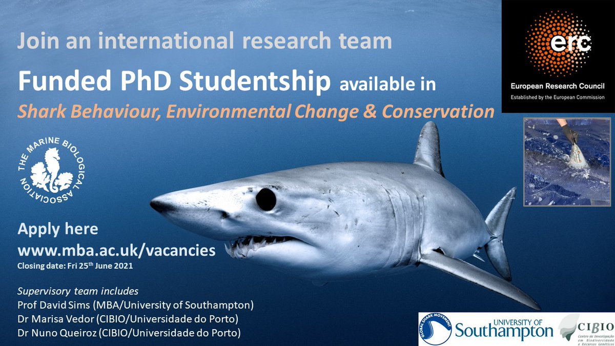 TheSimsLab's tweet photo. ERC-funded PhD Studentship Available - to study #ocean #deoxygenation effects on #shark behaviour &amp; consequences for conservation - using newly developed DO bio-logging tags - fieldwork in 🇬🇧🇵🇹 &amp; 🇨🇻 OMZ
@ERC_Research @thembauk @OceanEarthUoS @CIBIO_InBIO  
https://t.co/L4LgFOlWgS https://t.co/qQgodOaxM2