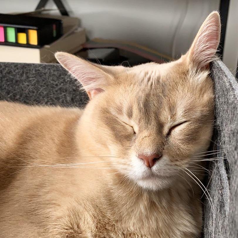 Sam_Meikle's tweet photo. @mariepoulin Sorry to hear this Marie. Your work and leadership have enriched my life. I get to play, create and work with Notion every day thanks to your passion and sense of possibility. 🙏🌱🦋

Audrey and Olive send cuddles and love. https://t.co/HxKZoANdZY