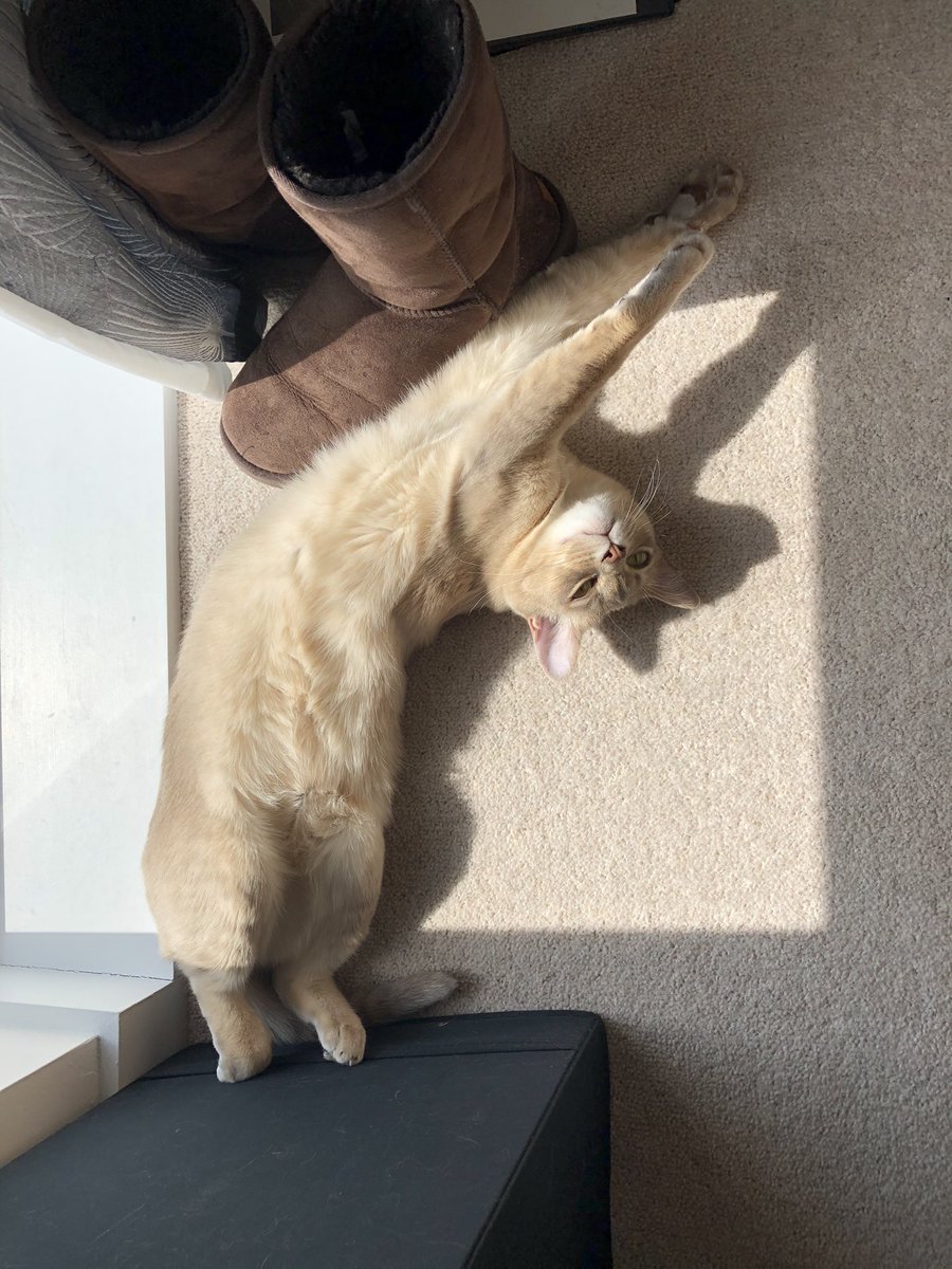 Sam_Meikle's tweet photo. @mariepoulin Sorry to hear this Marie. Your work and leadership have enriched my life. I get to play, create and work with Notion every day thanks to your passion and sense of possibility. 🙏🌱🦋

Audrey and Olive send cuddles and love. https://t.co/HxKZoANdZY