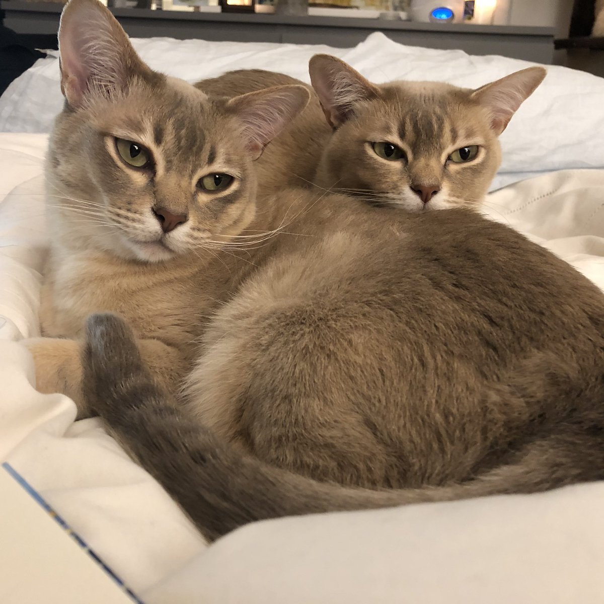 Sam_Meikle's tweet photo. @mariepoulin Sorry to hear this Marie. Your work and leadership have enriched my life. I get to play, create and work with Notion every day thanks to your passion and sense of possibility. 🙏🌱🦋

Audrey and Olive send cuddles and love. https://t.co/HxKZoANdZY