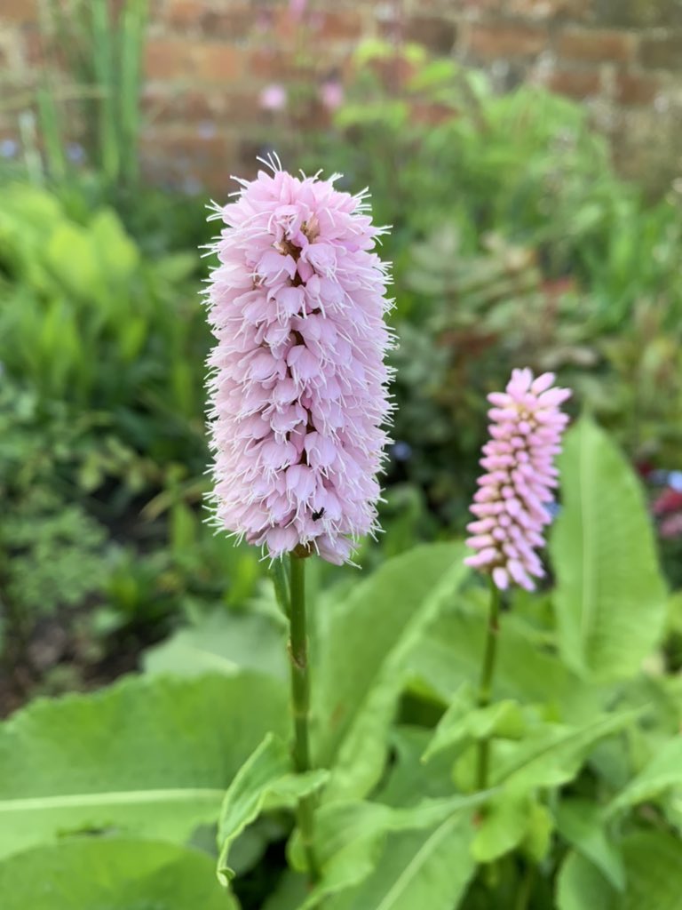 This is looking rather good. The flower spikes are unbelievably soft.